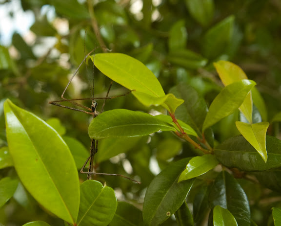 Stick Insect in Tree