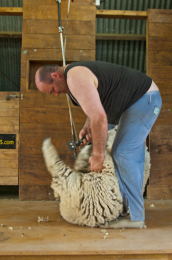 Sheep Shearing at Hobbiton Sheep Shearing at Hobbiton