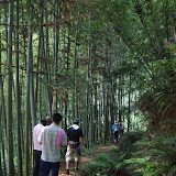 竹林穿越中