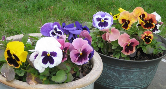 [may6pansies[4].jpg]