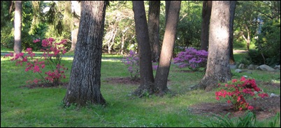 May6azaleas2