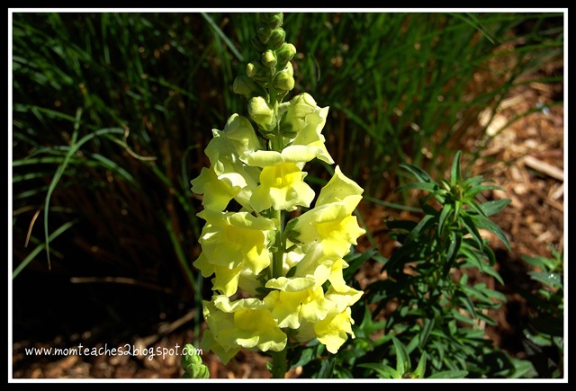 [snapdragons[3].jpg]
