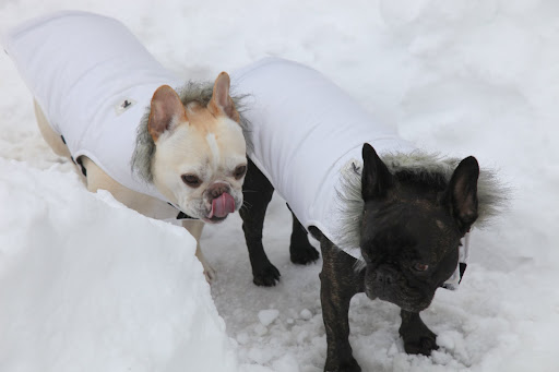 There's something kind of yummy about freshly fallen snow.  Don't you think, Franny?