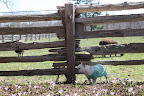The sheep will see that I'm no threat and maybe, just maybe, they'll warm up to me.