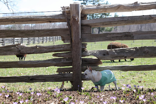 The sheep will see that I'm no threat and maybe, just maybe, they'll warm up to me.