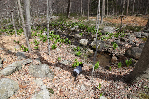 The river is flanked on either side by the most brutal and foul-smelling plants!