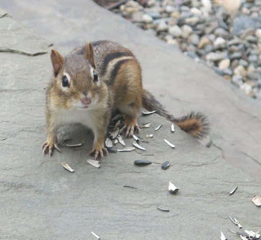 Whoa!  I suppose that now little Chippy knows I'm watching!  Chipmunks are shrewd little creatures and they're faster than squirrels.