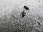 And look at this on the other side of the stoop!  Yuck!  Small animal droppings!  I smell a rat, or perhaps another type of rodent.