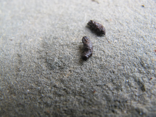 And look at this on the other side of the stoop!  Yuck!  Small animal droppings!  I smell a rat, or perhaps another type of rodent.