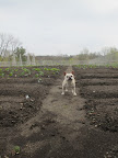 Yoo-hoo, Ryan!  I'm here to help plant the Chicken Salad!