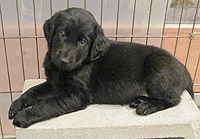Windfall R puppy