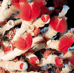 Red plumed tube worms