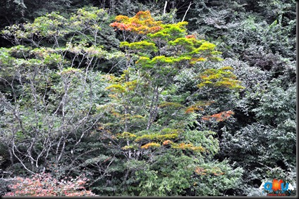 DSC_1013 DSC_1013