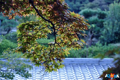 DSC_0809 DSC_0809