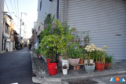 DSC_0768 DSC_0768