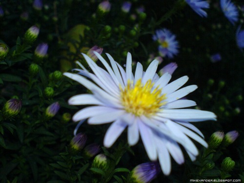 Small_Flower_by_dawgama