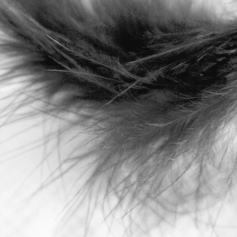 [nest of a feather[2].jpg]