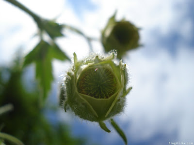Geum rivale Album