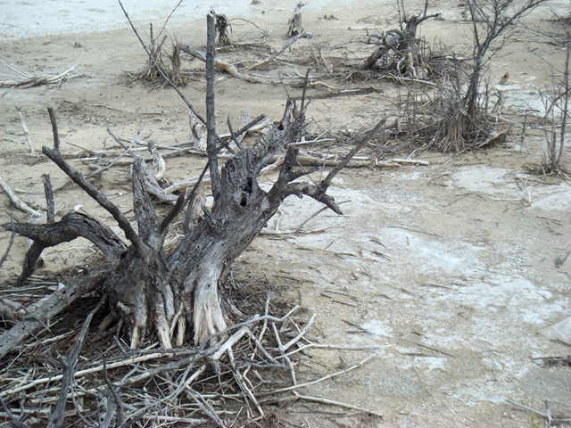 [Cruise20090233.jpg]