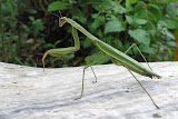 Praying Mantis