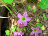 pretty pink flower