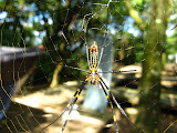 Sweet spider