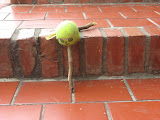 IMG_4657.JPG