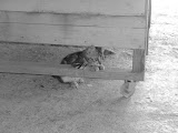 IMG_4406.JPG