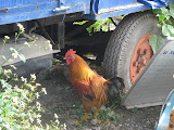 Chicken in the junkyard