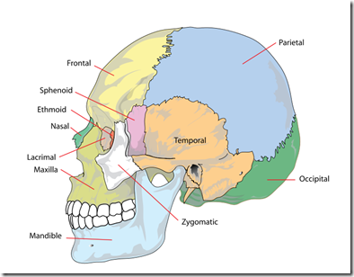 740px-Human_skull_side_simplified_(bones).svg