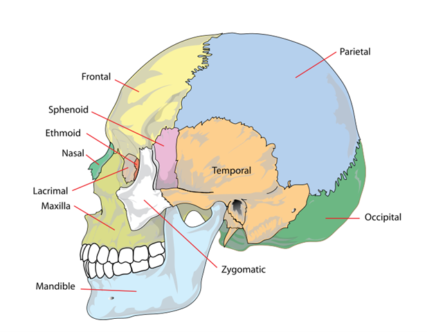 [740px-Human_skull_side_simplified_(bones).svg[4].png]