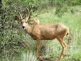 IMG_1267.JPG