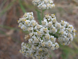 IMG_1321.JPG