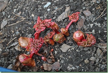 rabarbra rabarbra