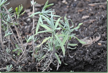 lavendel lavendel