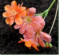 Lewisia Lewisia