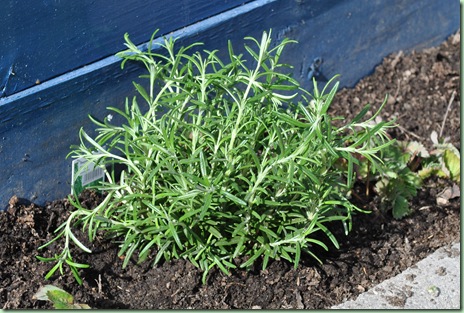 Rosemary Rosemary
