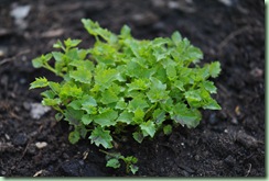 Campanula garganica ‘ Major’