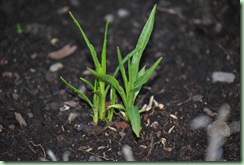 Liatris spicata ‘Floristan Weiss’ Liatris spicata ‘Floristan Weiss’