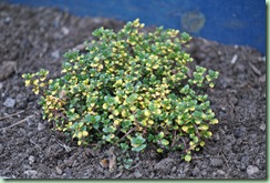 Thymus citriodorus ‘Doone Valley’ Thymus citriodorus ‘Doone Valley’
