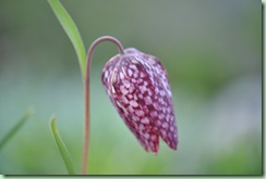 fritillaria meleagris