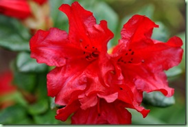 rhododendron rhododendron