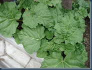 DSC00009 DSC00009