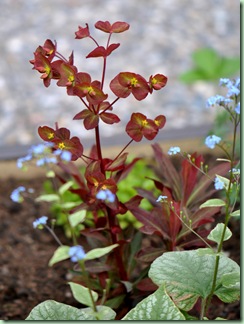 Euphorbia amygdaloides ‘Purpurea’