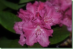 Rhododendron yakushimanum ´Lumina´
