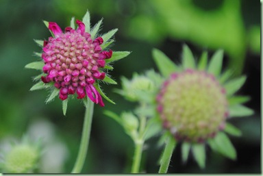 Knautia macedonica