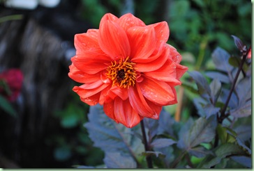 Dahlia x hortensis – David Howard