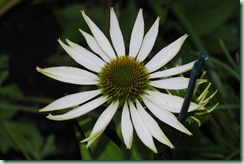 Echinacea purpurea ‘Alba’ Echinacea purpurea ‘Alba’