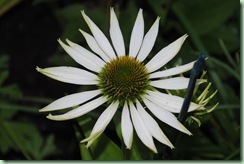 Echinacea purpurea ‘Alba’