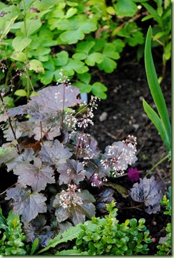 Heuchera 'Purple Palace' Heuchera 'Purple Palace'